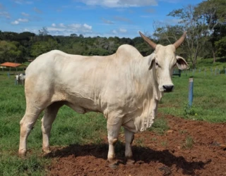 Bovinocultura_goias-2026_Blog_do_Badiinho-1068x801