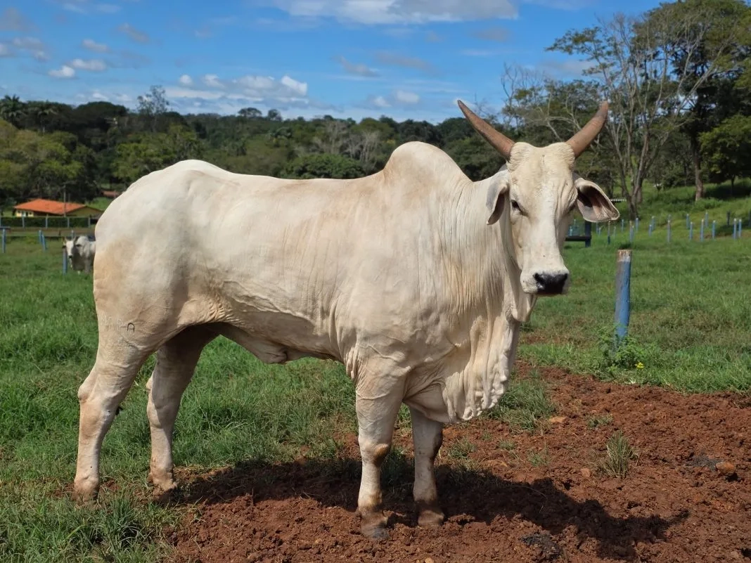 Bovinocultura_goias-2026_Blog_do_Badiinho-1068x801