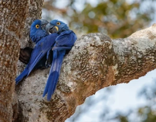 casal-de-arara-azul-1200x675