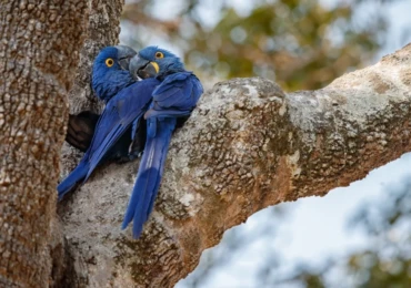 casal-de-arara-azul-1200x675