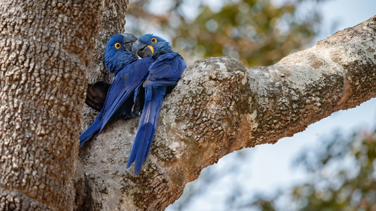 casal-de-arara-azul-1200x675