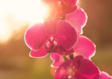 istockphoto-1410107551-612x612