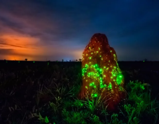 Bioluminescencia-no-Parque-Nacional-das-Emas-GO-1-768x512