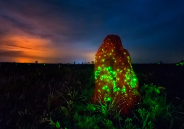 Bioluminescencia-no-Parque-Nacional-das-Emas-GO-1-768x512
