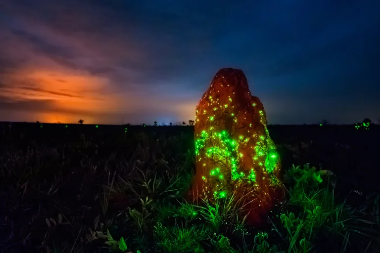 Bioluminescencia-no-Parque-Nacional-das-Emas-GO-1-768x512