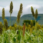 sorgo-1024x682