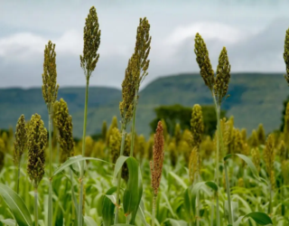 sorgo-1024x682