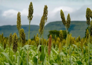 sorgo-1024x682